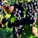 Weinprobe online