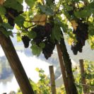 Weinsensorik Seminar