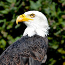 Falkner-Tag mit Weisskopfseeadler & Co