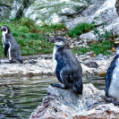 Beste Geschenke 2025 | Geschenkempfehlungen 8 Kurzurlaub Wien mit Tiergarten Besuch für 3 (3 Tage)