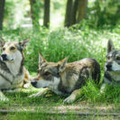 Beste Geschenke 2025 | Geschenkempfehlungen 2 Wolfshund Schnuppertour