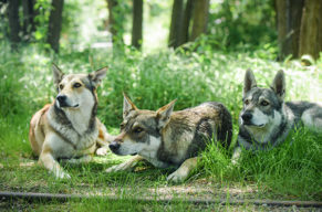 Um die Wette heulen mit dem Wolfshund!