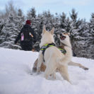 Schneeschuhwandern mit Wolfshunden in Büren