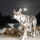 Wolfshunde Vollmondwanderung in Büren (3 Stunden)