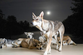 Mit dem Wolfsrudel dem Vollmond entgegen