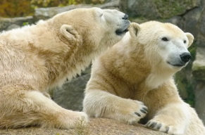 Im artenreichsten Zoo der Welt steppt der Bär!
